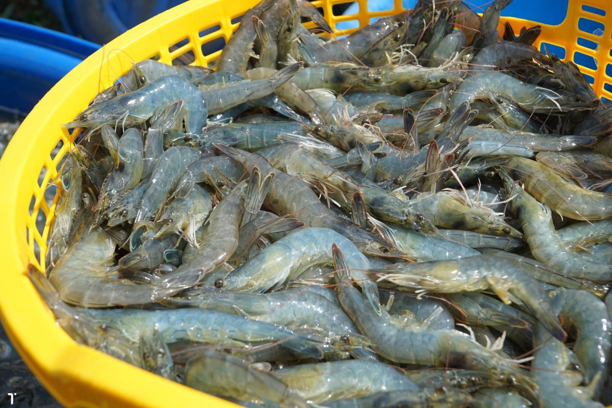 Tôm thẻ (90con/kg) tại ao